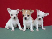 /album/fotogaleria/civ-jpg/