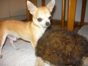 /album/fotogaleria/a291881-309784615702341-100000124161699-1438607-447406847-a-jpg/